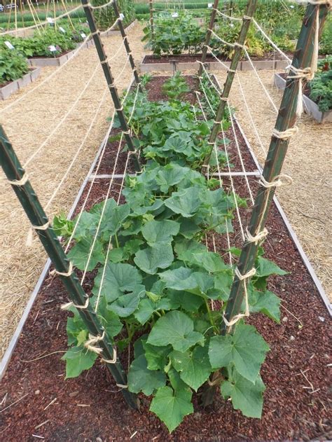 How to grow climbing vegetables on a fence. cucumber trellis plans - Cucumber Trellis for Successful Growing Cucumber - yo2mo.com | Home Ideas