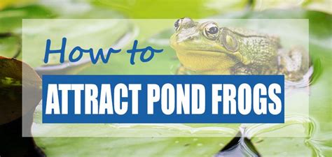 Guide On How To Attract Pond Frogs To A Garden Fish Pond Naturally