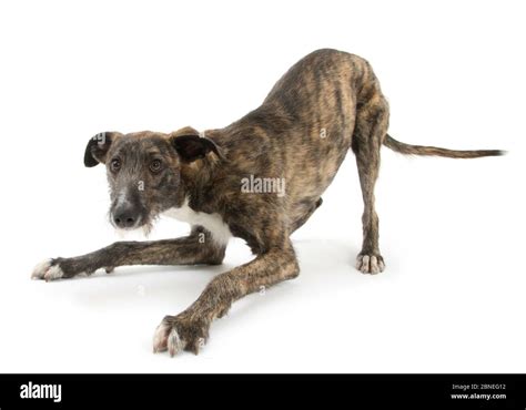 Brindle Lurcher Dog Hi Res Stock Photography And Images Alamy