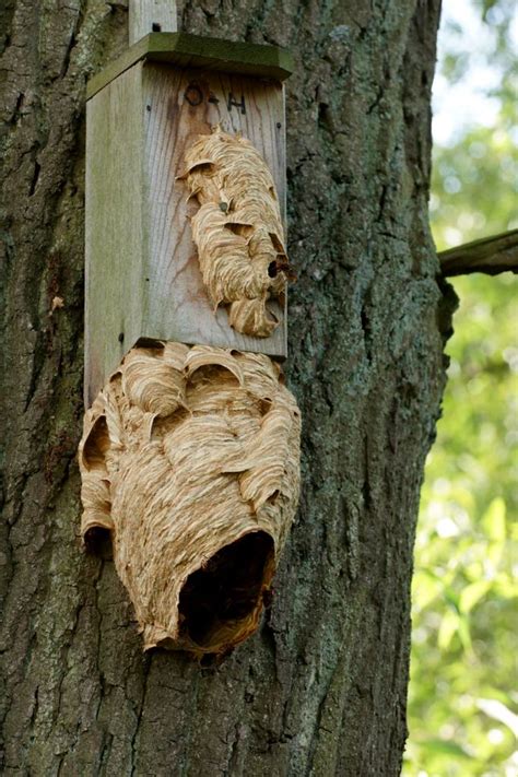 De (europese) hoornaar is een wespensoort die veel voorkomt in nederland. Het nest van een Hoornaar ( grote wesp). | Henk Klein ...