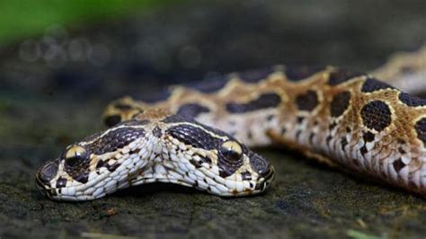 Rare Two Headed Snake Rescued From Kalyan Mumbai News Hindustan Times