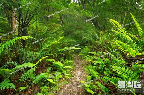 A Path Through Lush Temperate Rainforest In The Garden Route National
