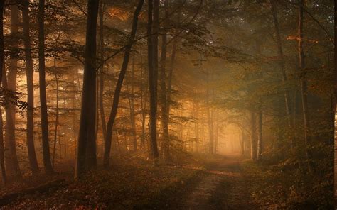 1500x938 Nature Landscape Path Mist Morning Forest Leaves Sunlight