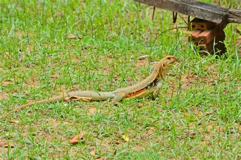 Long Tail Butterfly Lizard In Green Grass Lawn Stock Image Image Of