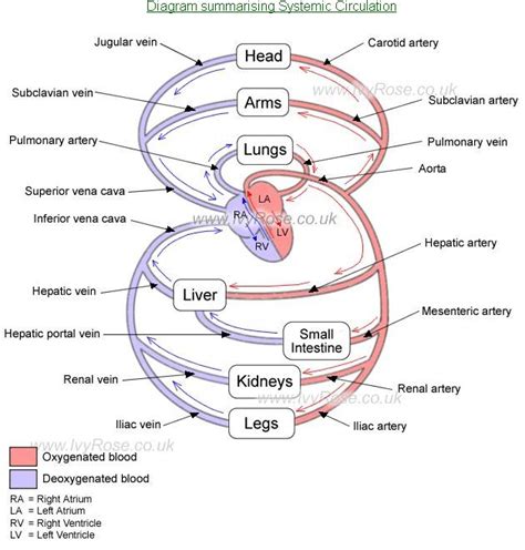 Discover the various types of diagrams. Dr Will McCarthy's Science Site: Systemic blood ...