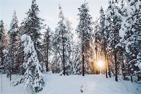 Morning Sun Shining Through Snow Covered Pine Trees By Justin Mullet