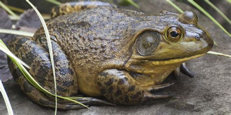 Eat The Enemy How To Fight The Bullfrog Invasion With Your Tastebuds