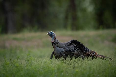the nwtf and turkeys for tomorrow on habitat hunters and more outdoor life