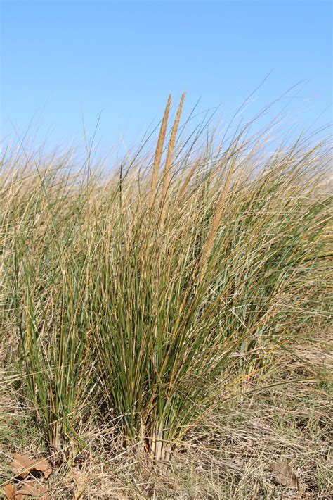 Maryland Biodiversity Project American Beachgrass Calamagrostis