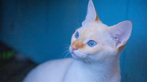 Lynx Point Siamese Cat Breed Facts And Information Pet Haver