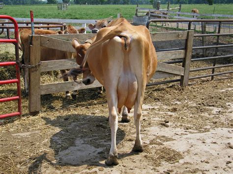 Cow Butt Joe Schumacher Flickr