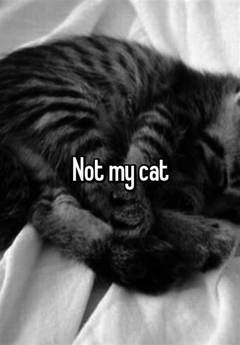 Not My Cat