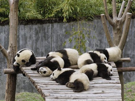 Panda Bears Wallpapers Hd Desktop And Mobile Backgrounds