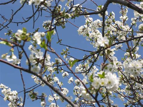Two trees blooming now with kentucky in their names…both should have nectar and pollen for. Sour Cherries Blooming at a Michigan Farm