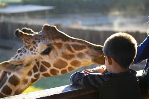 Wildlife World Zoo And Aquarium And Safari Park Explore Surprise