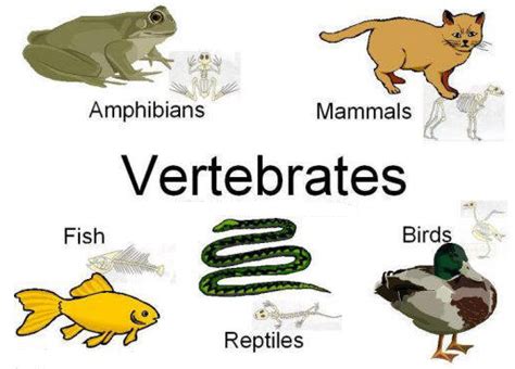 What Is The Main Difference Between Vertebrates And Invertebrates