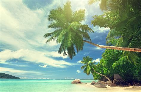 Landscape Water Tropical Palm Trees Beach Wallpapers Hd Desktop