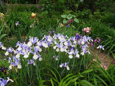 Photo Of The Bloom Of Dutch Iris Iris X Hollandica Silvery Beauty