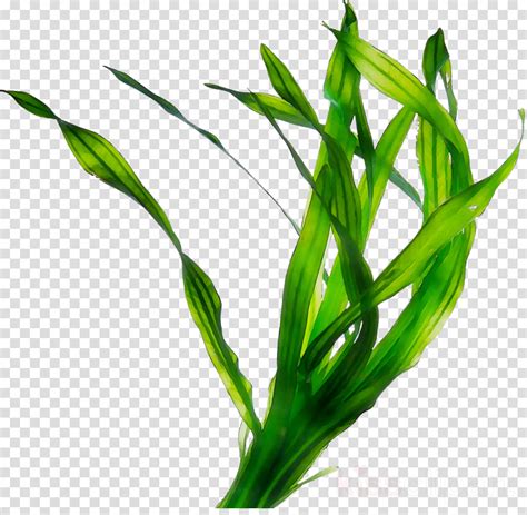 Grass Clipart Seaweed Grass Seaweed Transparent Free For