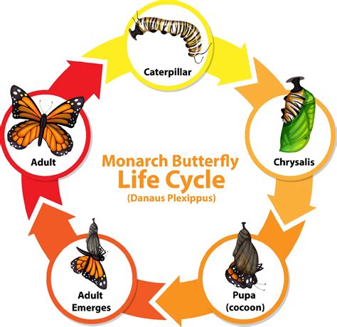 Diagram Showing Life Cycle Of Butterfly Vector Art At Vecteezy