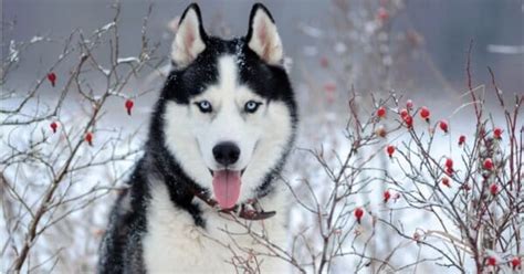 10 Incredible Siberian Husky Facts Wiki Point