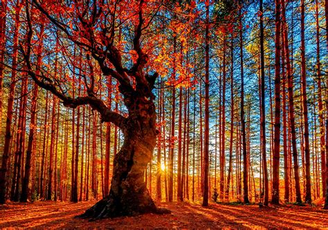 Pictures Rays Of Light Autumn Nature Sunrise And Sunset Trees