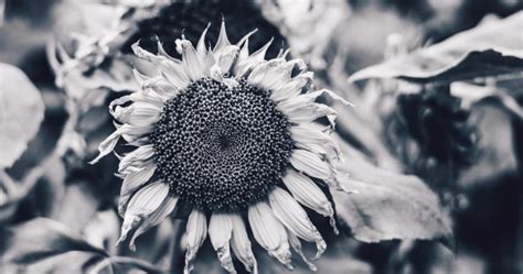 A Guide To Using Tonal Contrast In Photography