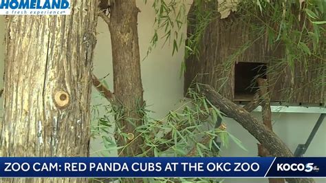 Okc Zoo Red Panda Cubs Youtube