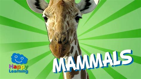Mammals Educational Video For Kids Mammals Activities