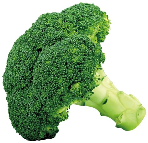 Broccoli Png Transparent Image Download Size 600x576px