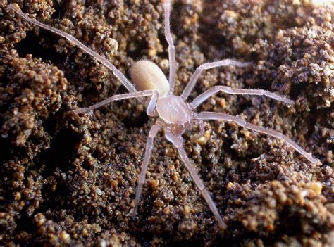 Cave Spider Defies Tropical Environment Remains Pasty Sciworthy