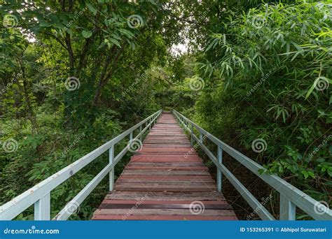 Pathway Into The Jungle Bridge At Misty Tropical Rain Forest Travel