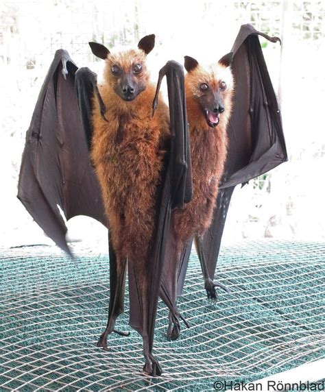 The Flying Fox The Largest Known Bat In The World With A Wingspan Of