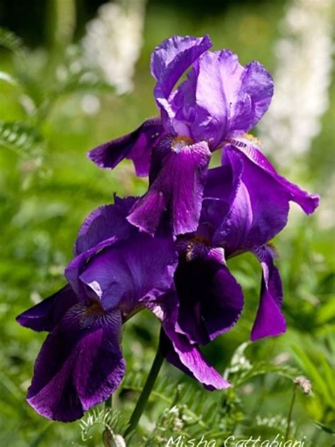 Fiori gialli primaverili spontanei : I fiori spontanei del nostro Appennino | Parco Nazionale ...
