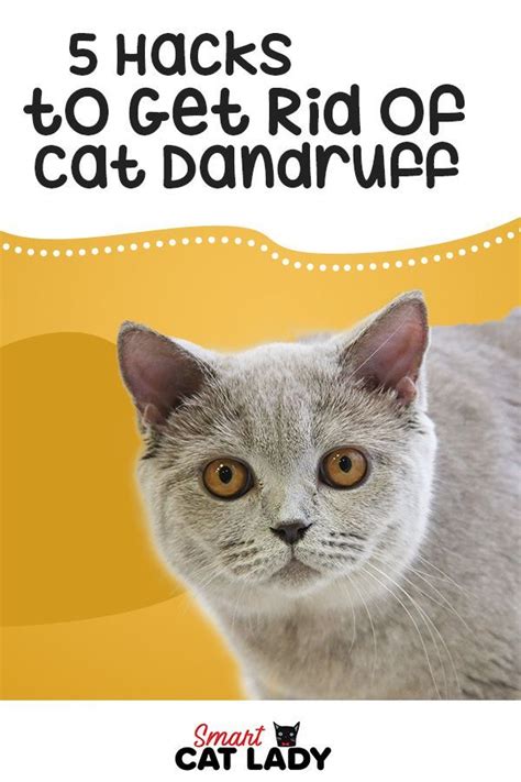 5 Hacks To Get Rid Of Cat Dandruff Cat Dandruff Cat Facts Cat Fur