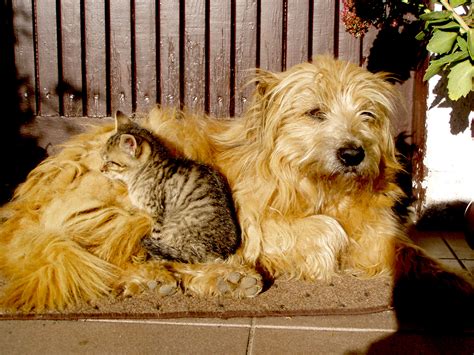 Stray Cats And Dogs And How To Help Zakynthos Informer