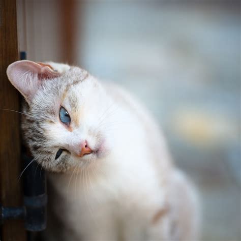 Premium Photo Cat With Turquoise Eyes