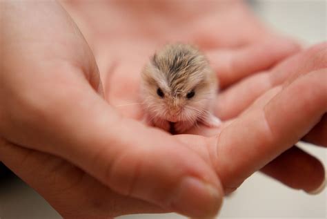 Hamsters 1 In 2020 Animals Beautiful Cute Animals Cute Baby Animals