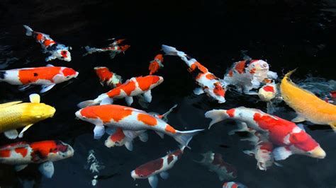 Koi Fish Wallpapers 64 Images