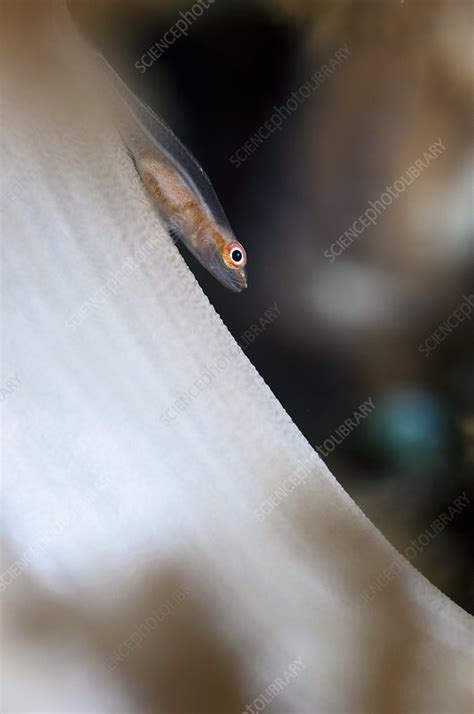 Ghost Goby On Soft Coral Stock Image C0053730 Science Photo Library