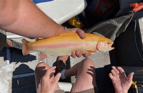 Fishermen Show Off Bright Lightning Trout Caught In Norcal Reservoirs