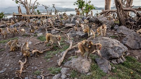 Primal Fear Can Monkeys Help Unlock The Secrets Of Trauma The New
