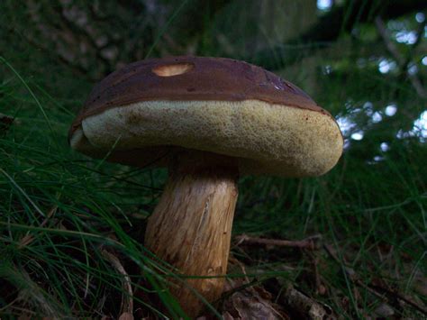 Boletus Badius Mushroom Hunting And Identification