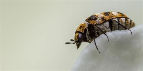 Maycintadamayantixibb Beetle Looking Bug In House