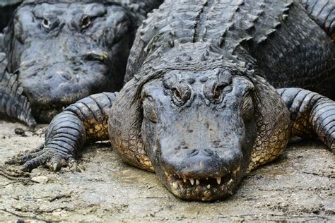 No Brasil Tem Jacaré Ou Crocodilo