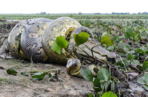 A Green Anaconda Squeezes The Life Out Of A Caiman The Anacondas Look