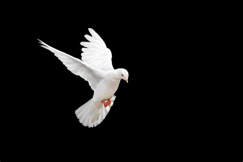 Find White Dove Flying On Black Background Stock Images In Hd And