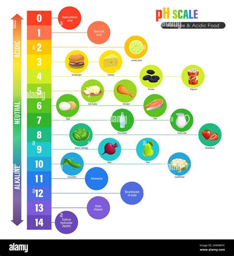 Ph Scale Chart Alkaline And Acidic Nutrition Measure Meter Vector