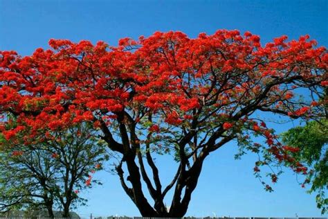 Ver más ideas sobre bonsai, puerto rico, bonsais. Flamboyant Tree | Bonsai, Puerto rico, Plants
