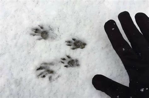 How To Identify Rabbit And Squirrel Tracks In The Snow？